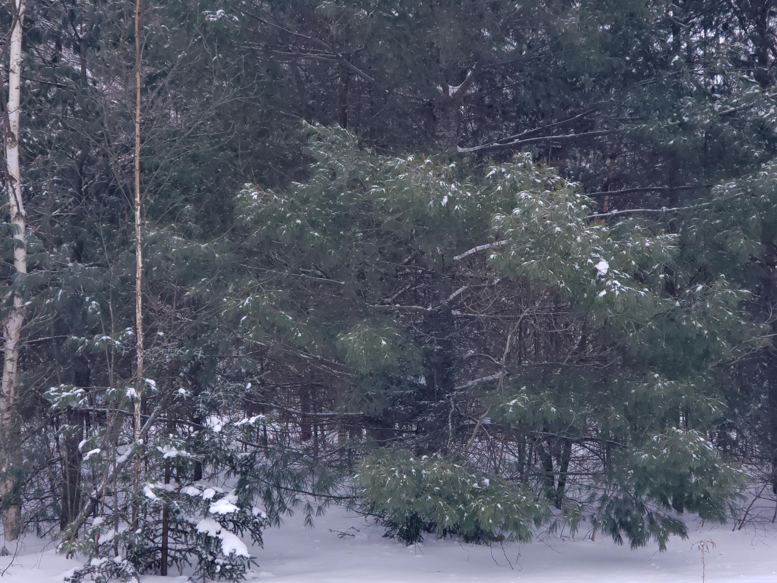 0 Cascade Leisure Park Road Farmington, ME 04938 - Photo 6 of 7 20220119_114822