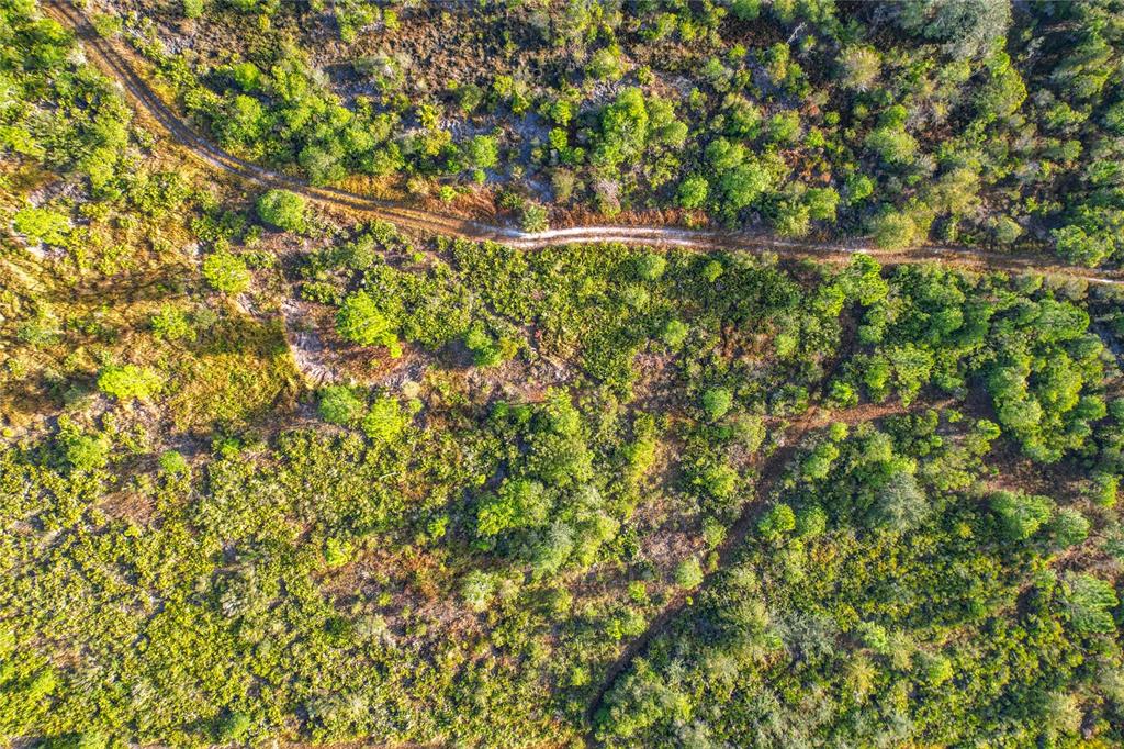 81 Meadow Lark Boulevard Frostproof, FL 33843 - Photo 14 of 19 a view of a yard with a tree