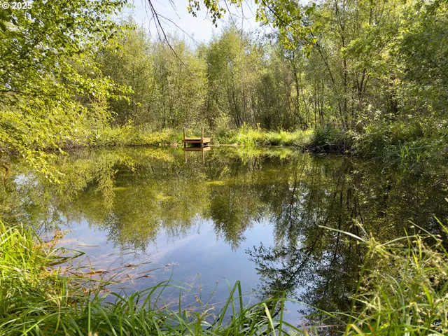 a view of a forest with lots of trees