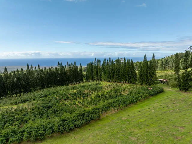 a view of a city with lush green forest