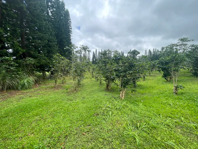a big yard with lots of green space and plants