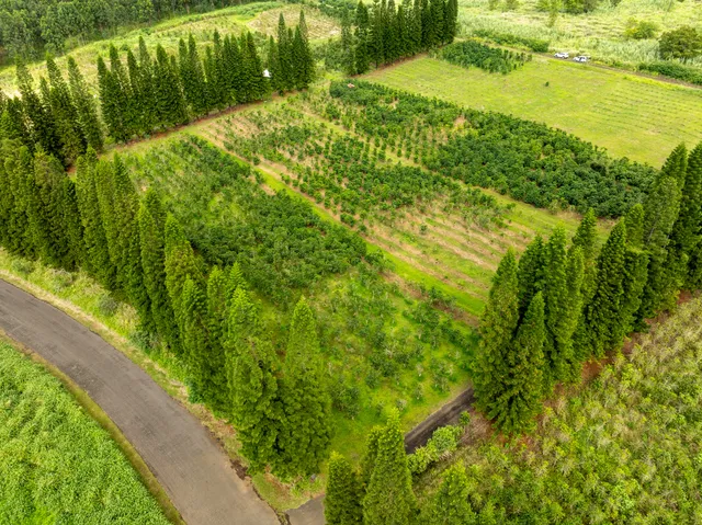 a view of yard with green space