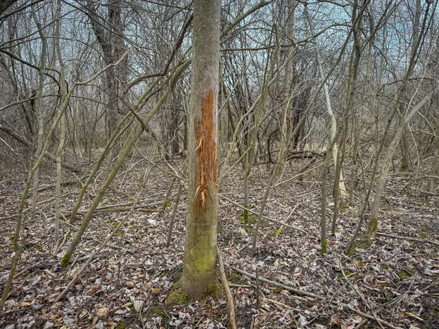 $285,000 | South Crawford Road, Mount Pleasant, MI 48858