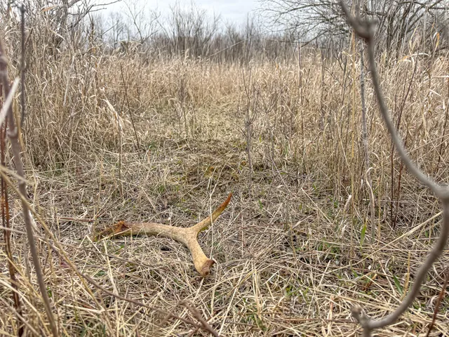 $285,000 | South Crawford Road, Mount Pleasant, MI 48858