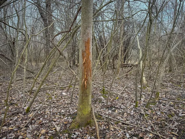 $285,000 | South Crawford Road, Mount Pleasant, MI 48858