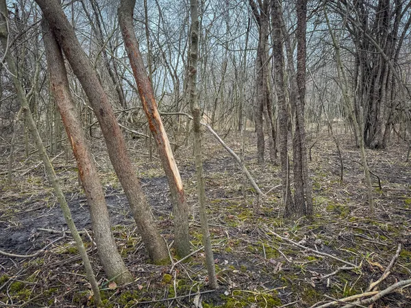 $285,000 | South Crawford Road, Mount Pleasant, MI 48858