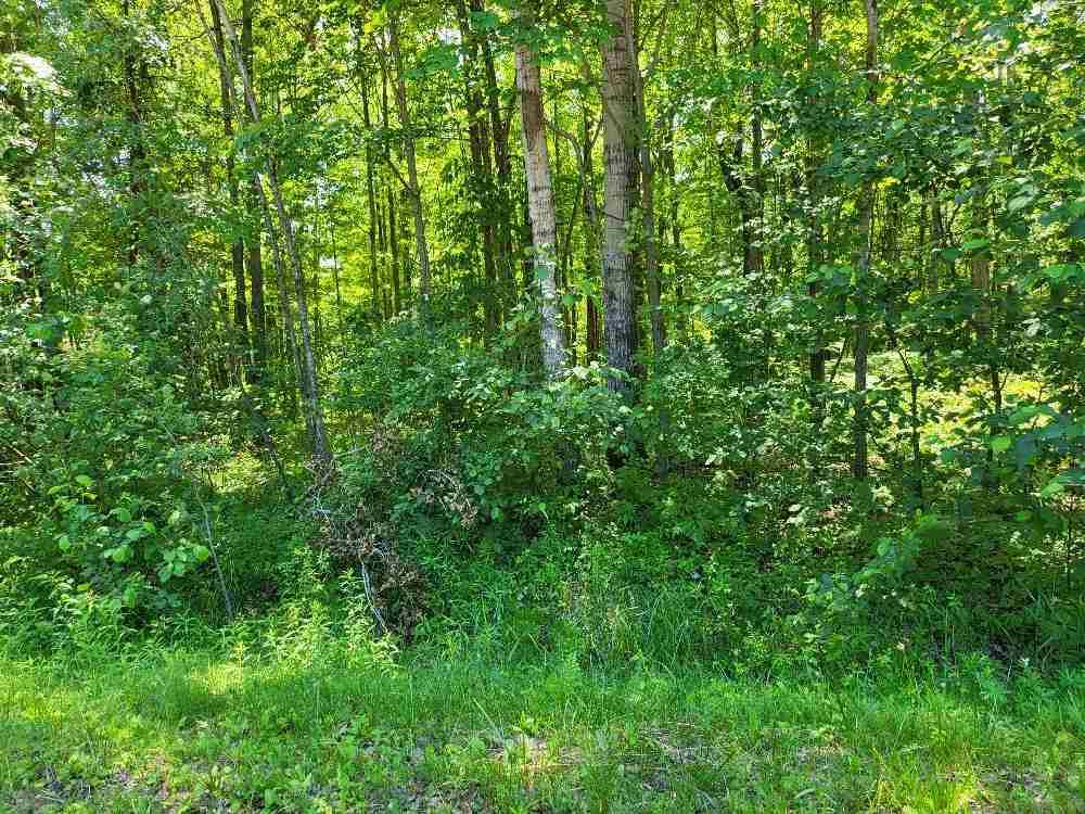Lot 69 Pineway Drive Gladwin, MI 48624 - Photo 3 of 5