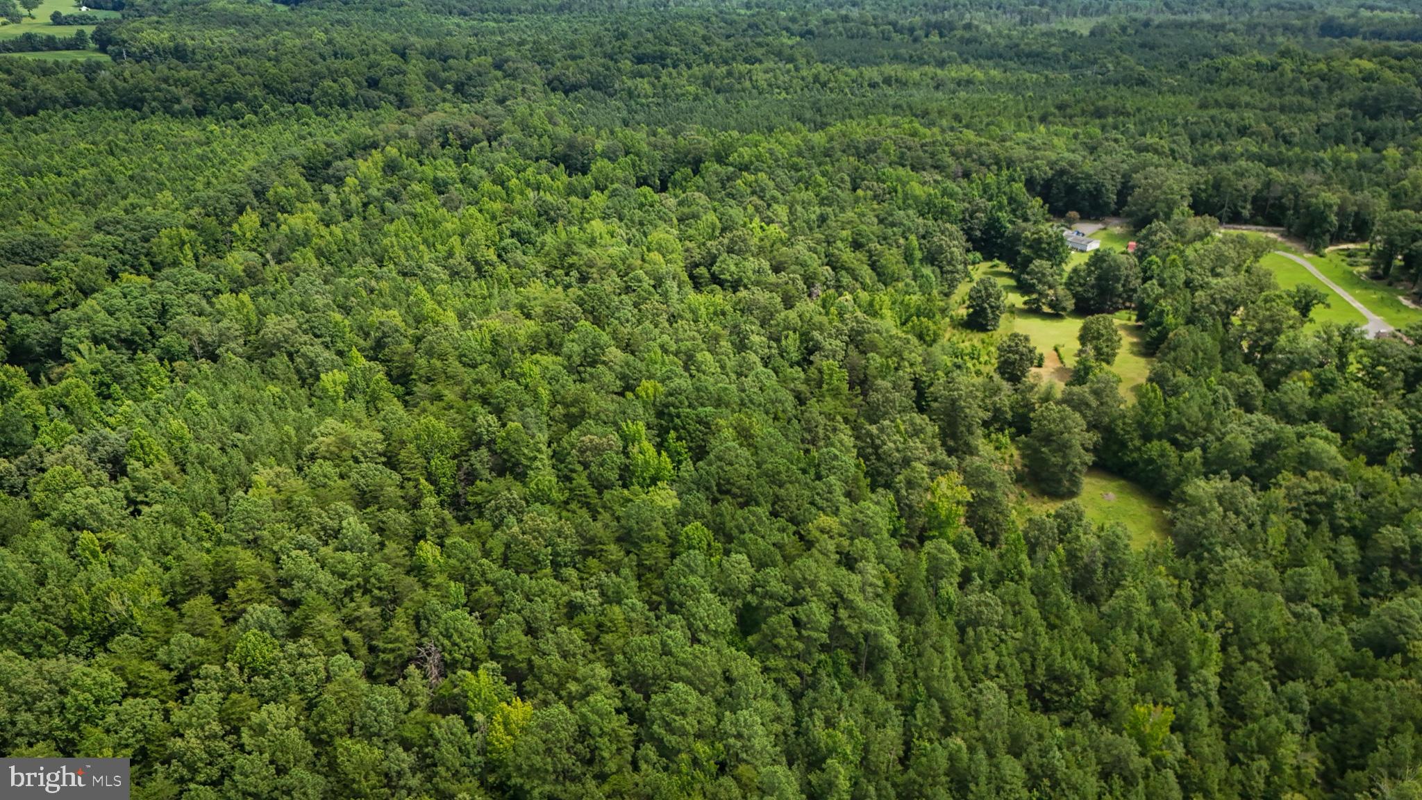 5 Bull Church Road Woodford, VA 22580 - Photo 6 of 11 a view of a lush green forest with lots of trees
