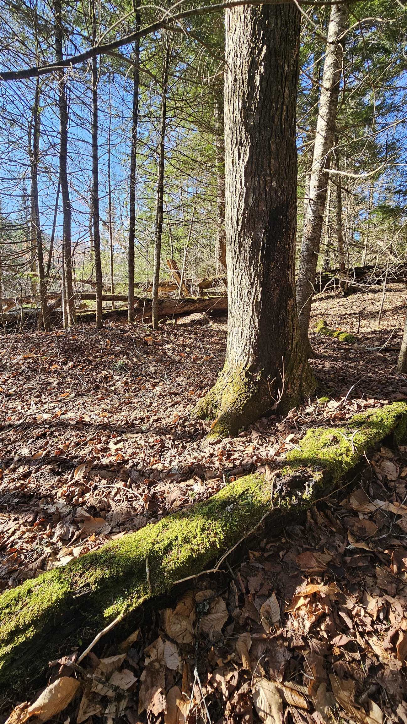 512 Woodbury Mountain Road Calais, VT 05648 - Photo 29 of 59