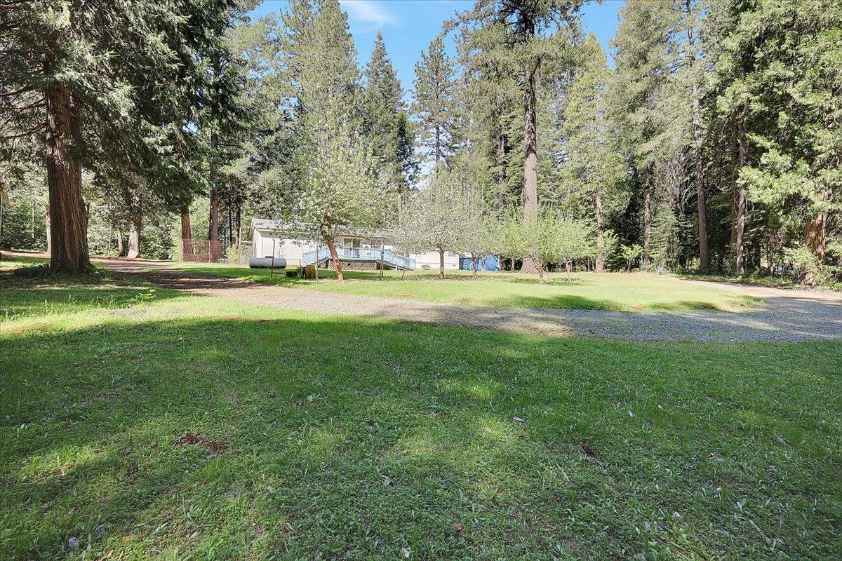 138 Big Fir Road Forbestown, CA 95941 - Photo 44 of 56 a view of a park with large trees