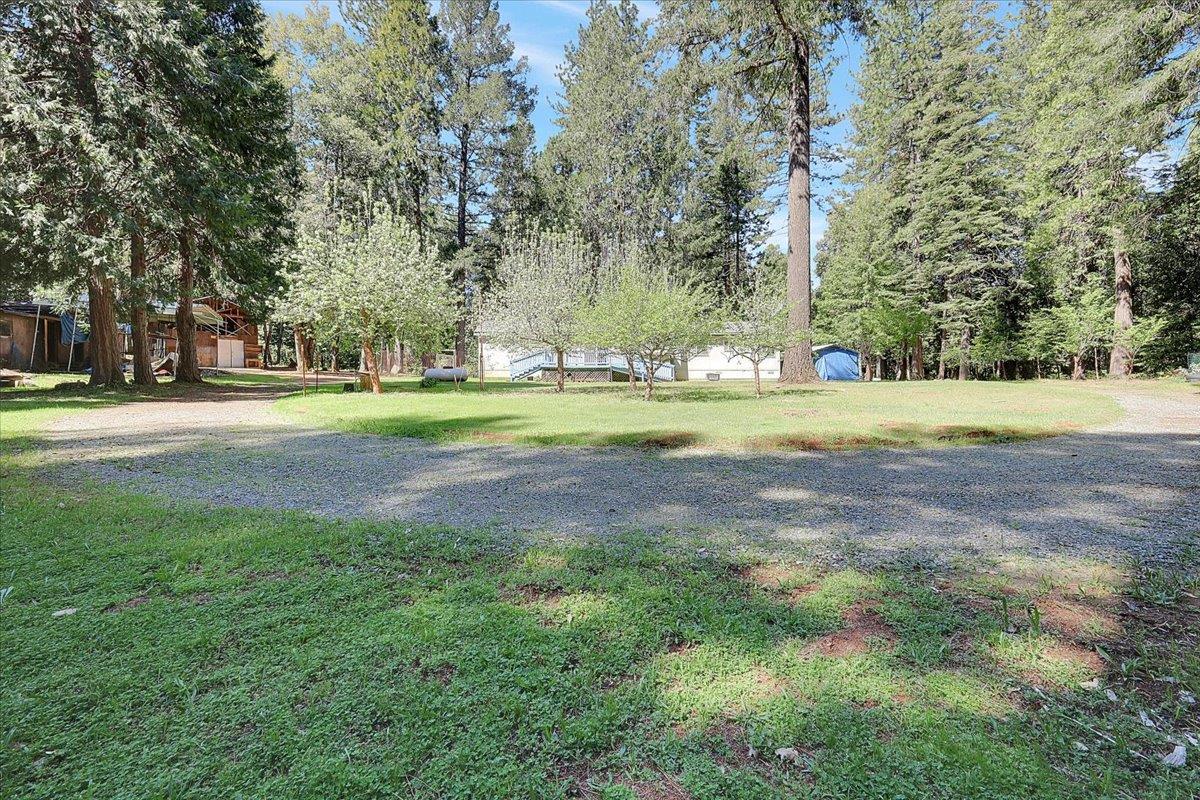 138 Big Fir Road Forbestown, CA 95941 - Photo 45 of 56 a big yard with lots of green space and trees in the back