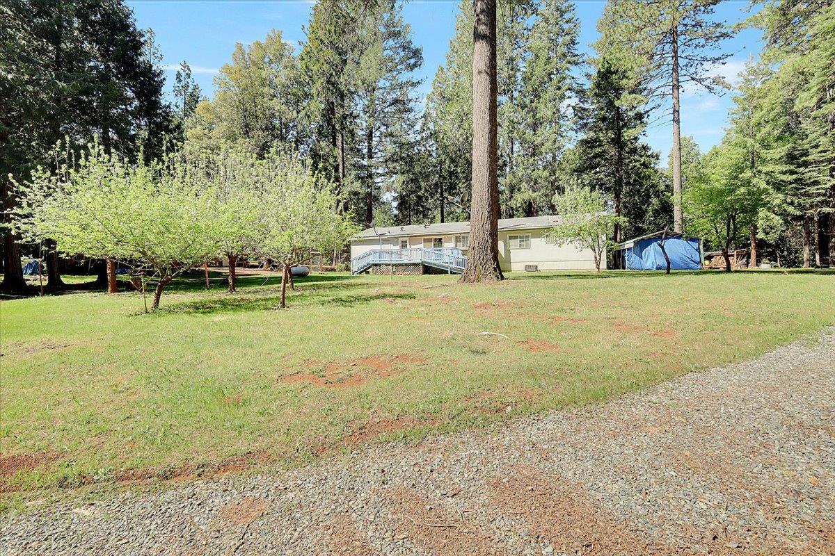 138 Big Fir Road Forbestown, CA 95941 - Photo 46 of 56 a view of a park with large trees