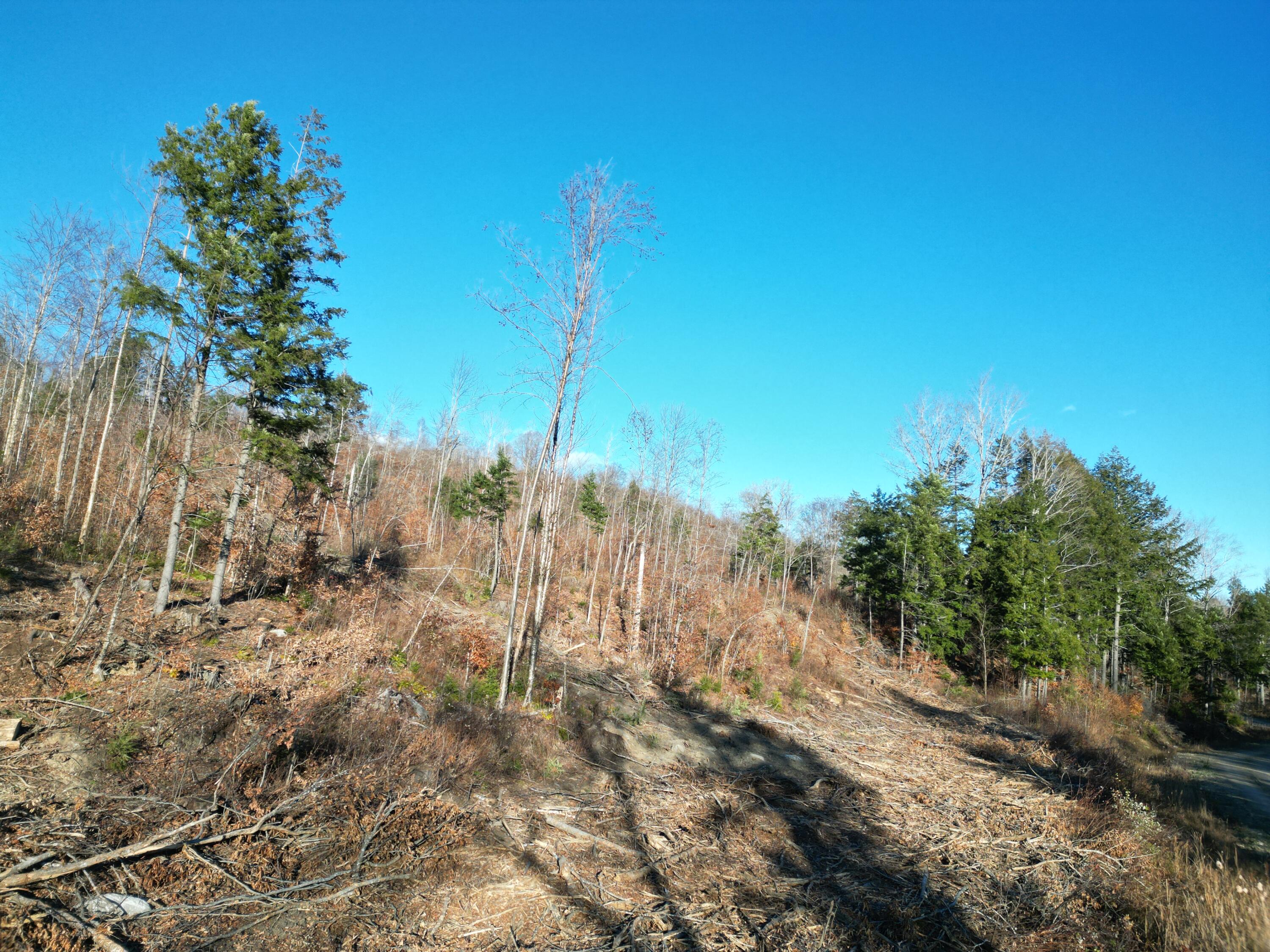 Lot 12 Ghost Road Springfield, ME 04487 - Photo 6 of 16 DJI_0917
