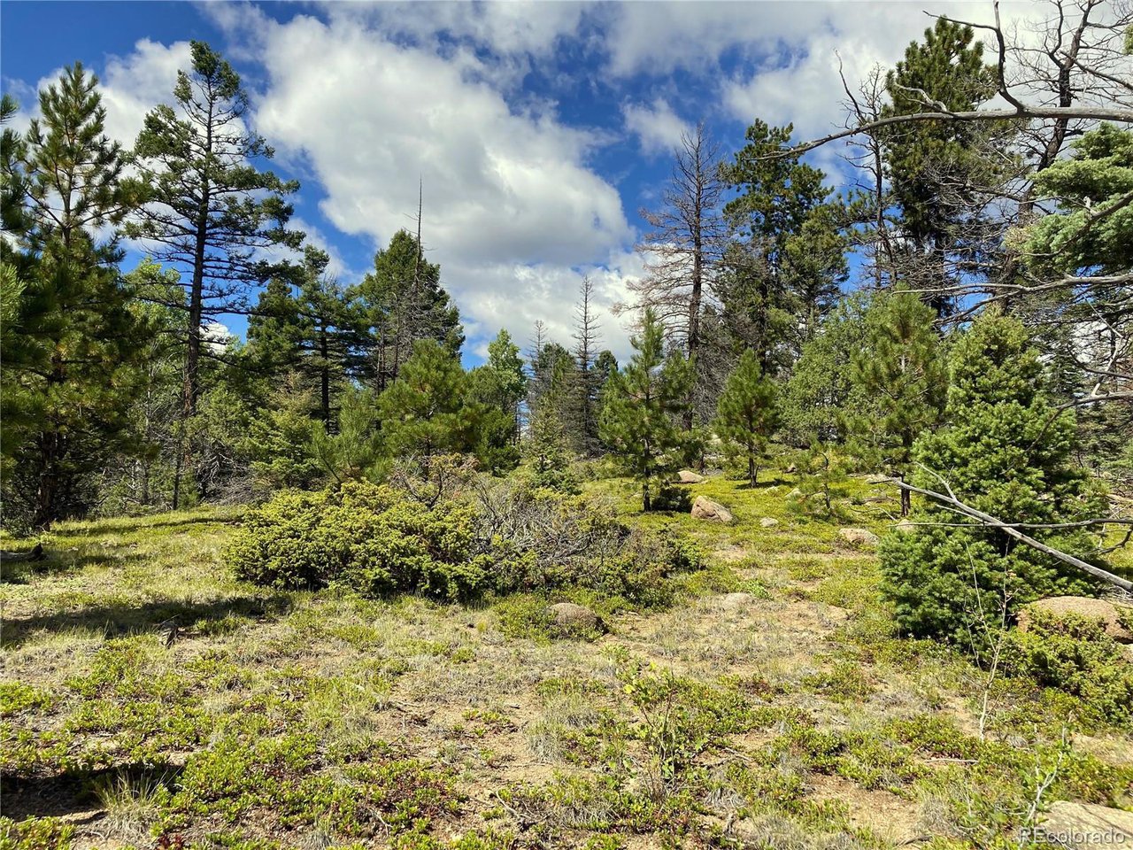 27 Copper Mtn Road Cotopaxi, CO 81223 - Photo 15 of 24 a view of a bunch of plants and trees