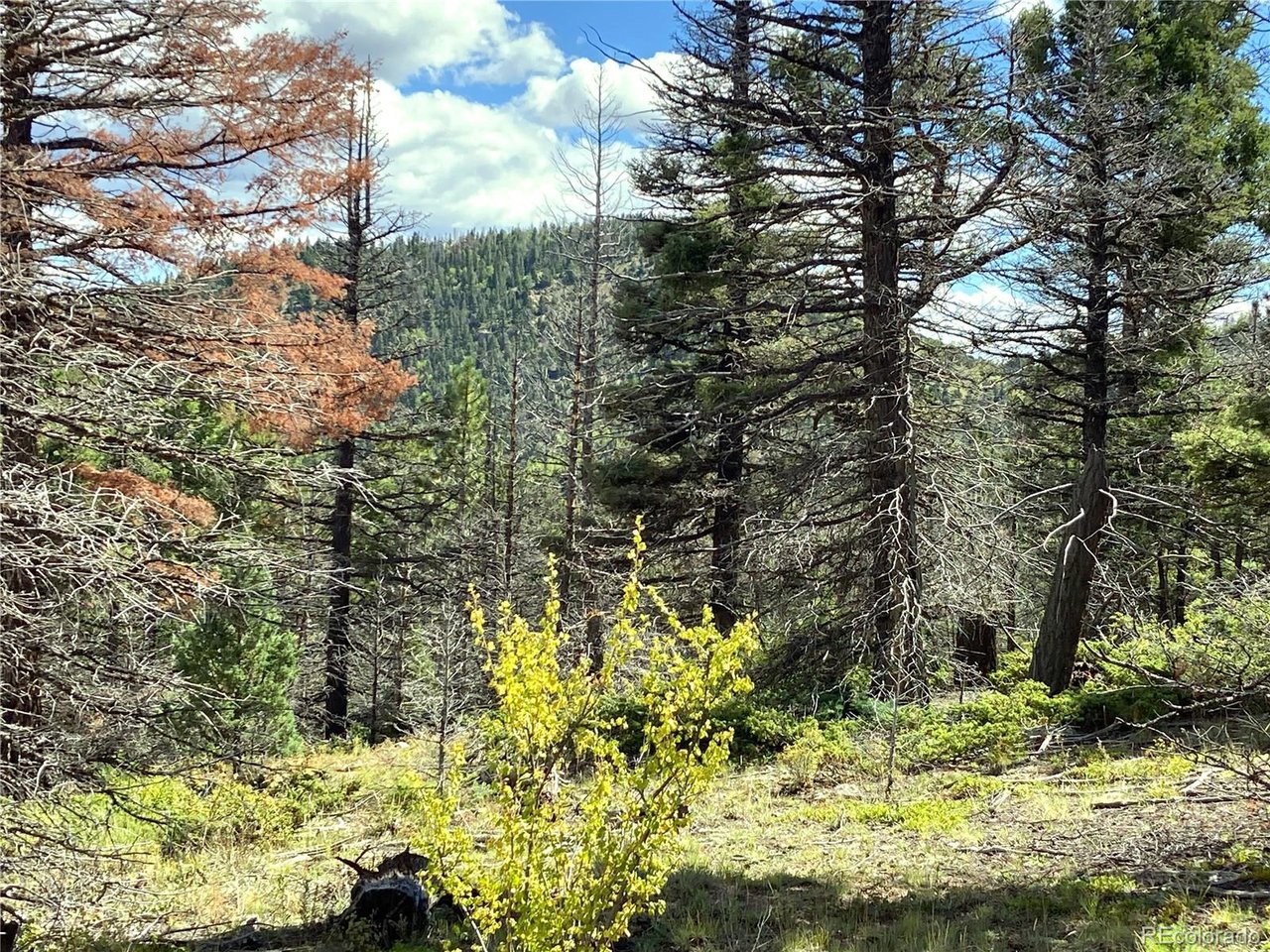 27 Copper Mtn Road Cotopaxi, CO 81223 - Photo 8 of 24 a view of a yard with large trees