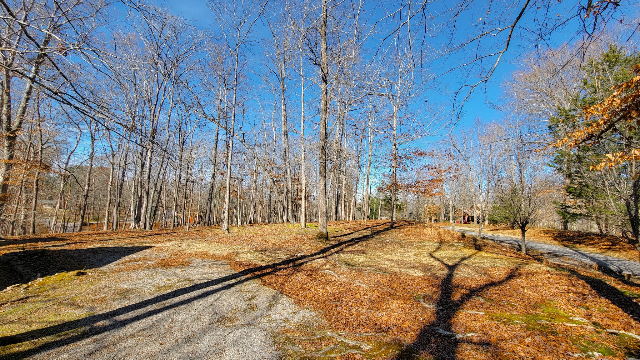 1678 4 Seasons Road Smithville, TN 37166 - Photo 19 of 43 a view of tall trees