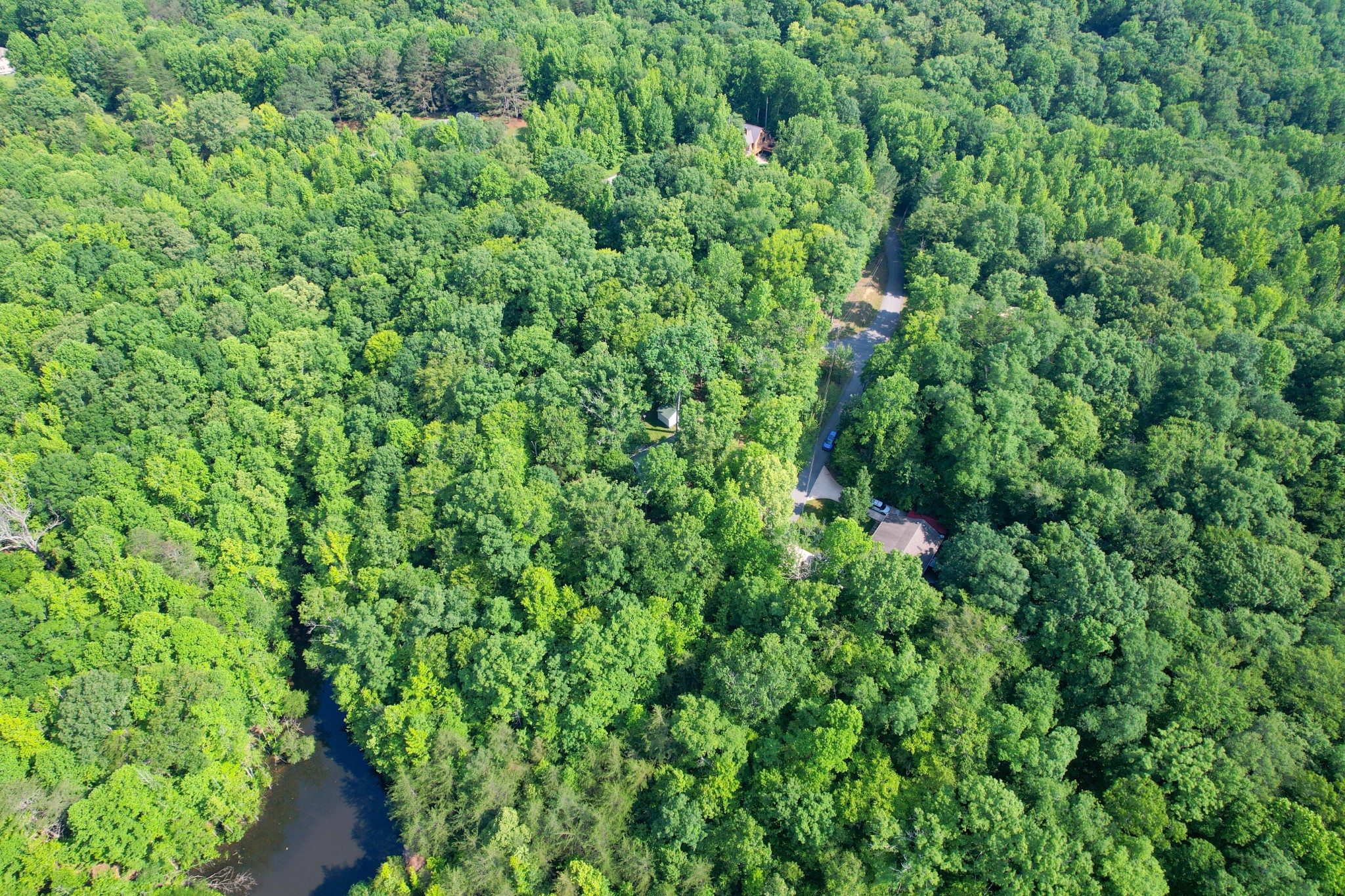 1678 4 Seasons Road Smithville, TN 37166 - Photo 6 of 43 a view of a lush green forest with lots of trees