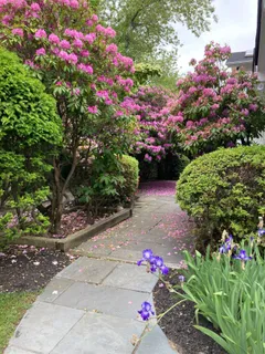 a view of a park with tree s