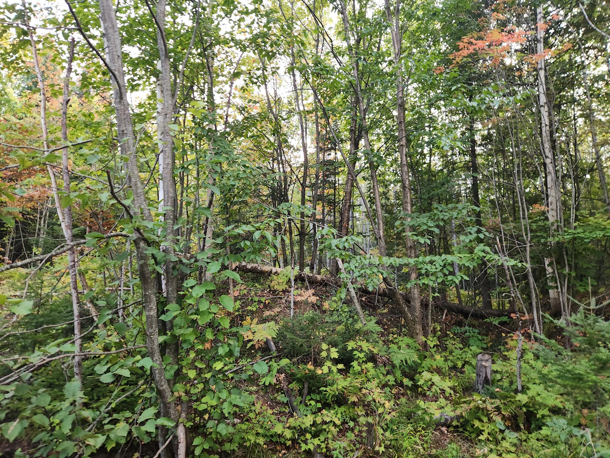 40-ac Off Noble Road Ontonagon, MI 49953 - Photo 2 of 5 Gallery Image 2