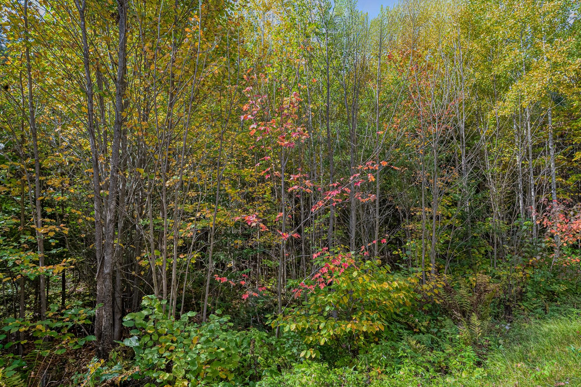 Off South Turtle Lake Road, Unit 10A Manitowish Waters, WI 54545 - Photo 34 of 61 Gallery Image 34