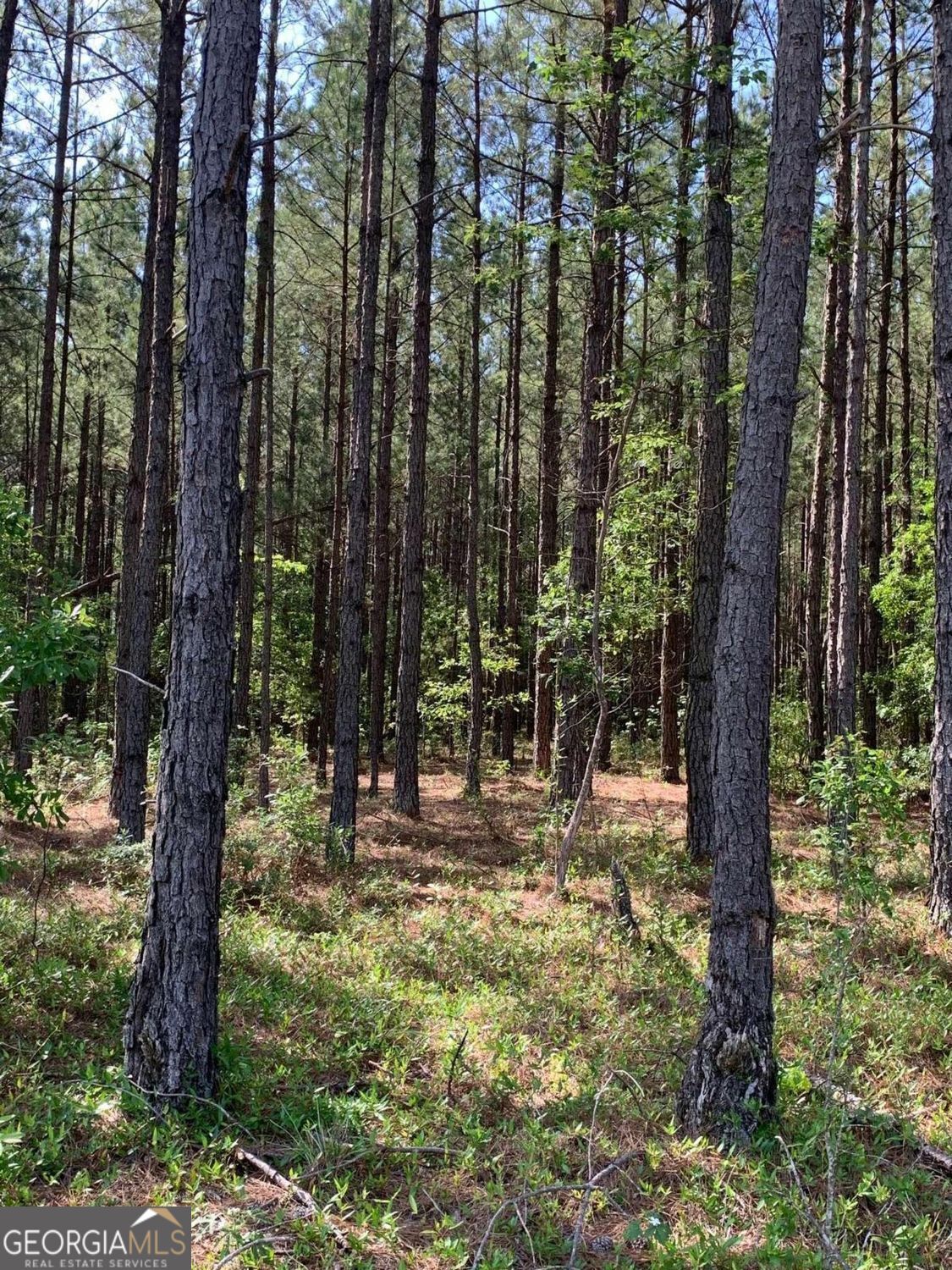 0 Pollett Road, Unit LOT 29 Bartow, GA 30413 - Photo 2 of 4 Gallery Image 2