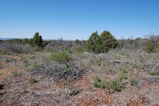 a view of a dry yard with trees in the background