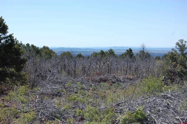 a view of a dry yard with trees in the background