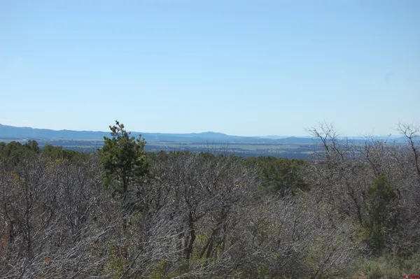 a view of a forest with trees in the background