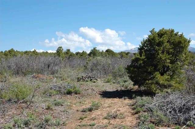a view of a bunch of trees in a field