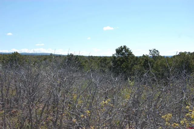 a view of a dry space with lots of trees