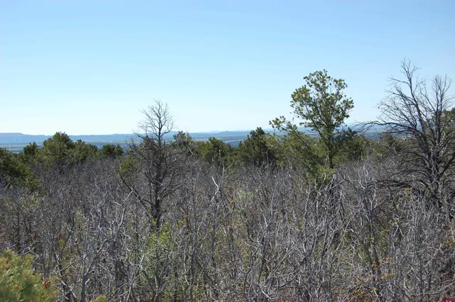 a view of a lush green space