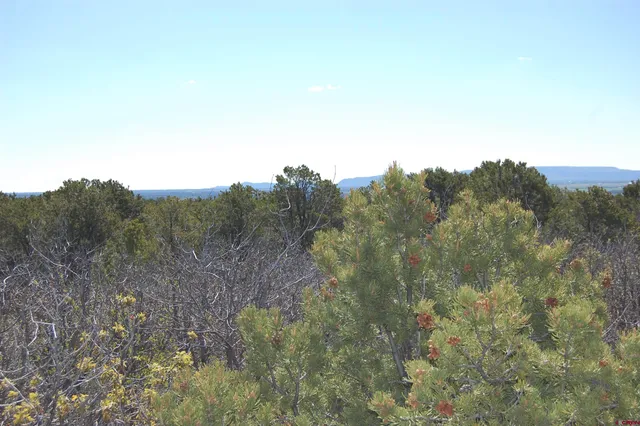 a view of a forest with trees in the background