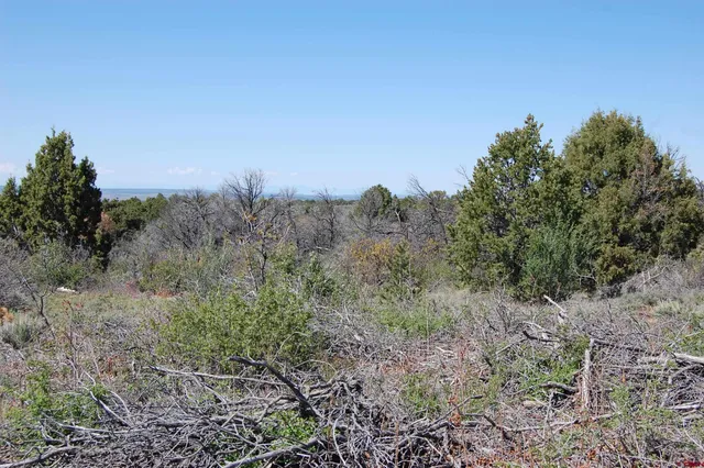 a view of a forest with a tree in the background