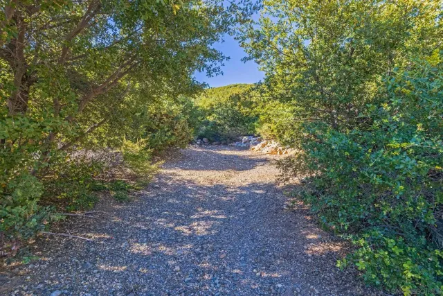 a view of a yard with plants and a tree