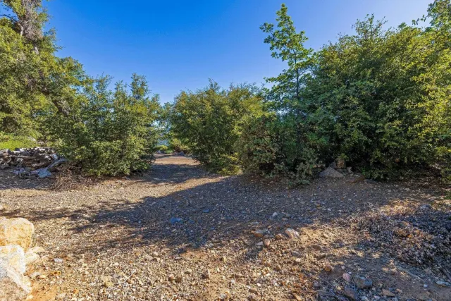 a view of a yard with a tree