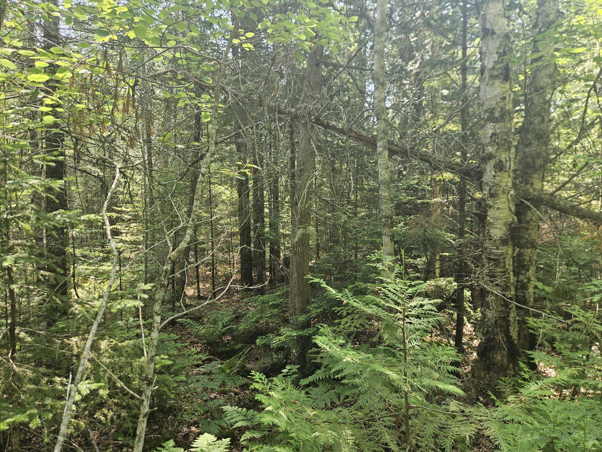 6 Myra Road Greenbush, ME 04418 - Photo 13 of 36 20250703_115904