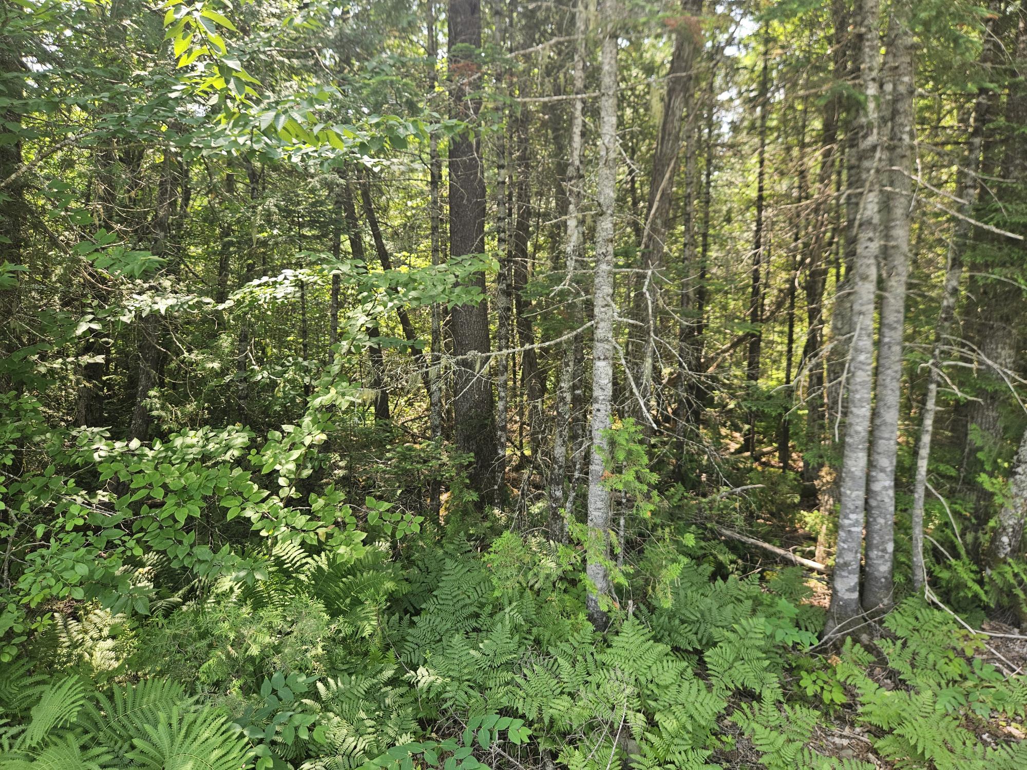 6 Myra Road Greenbush, ME 04418 - Photo 14 of 36 20250703_115944