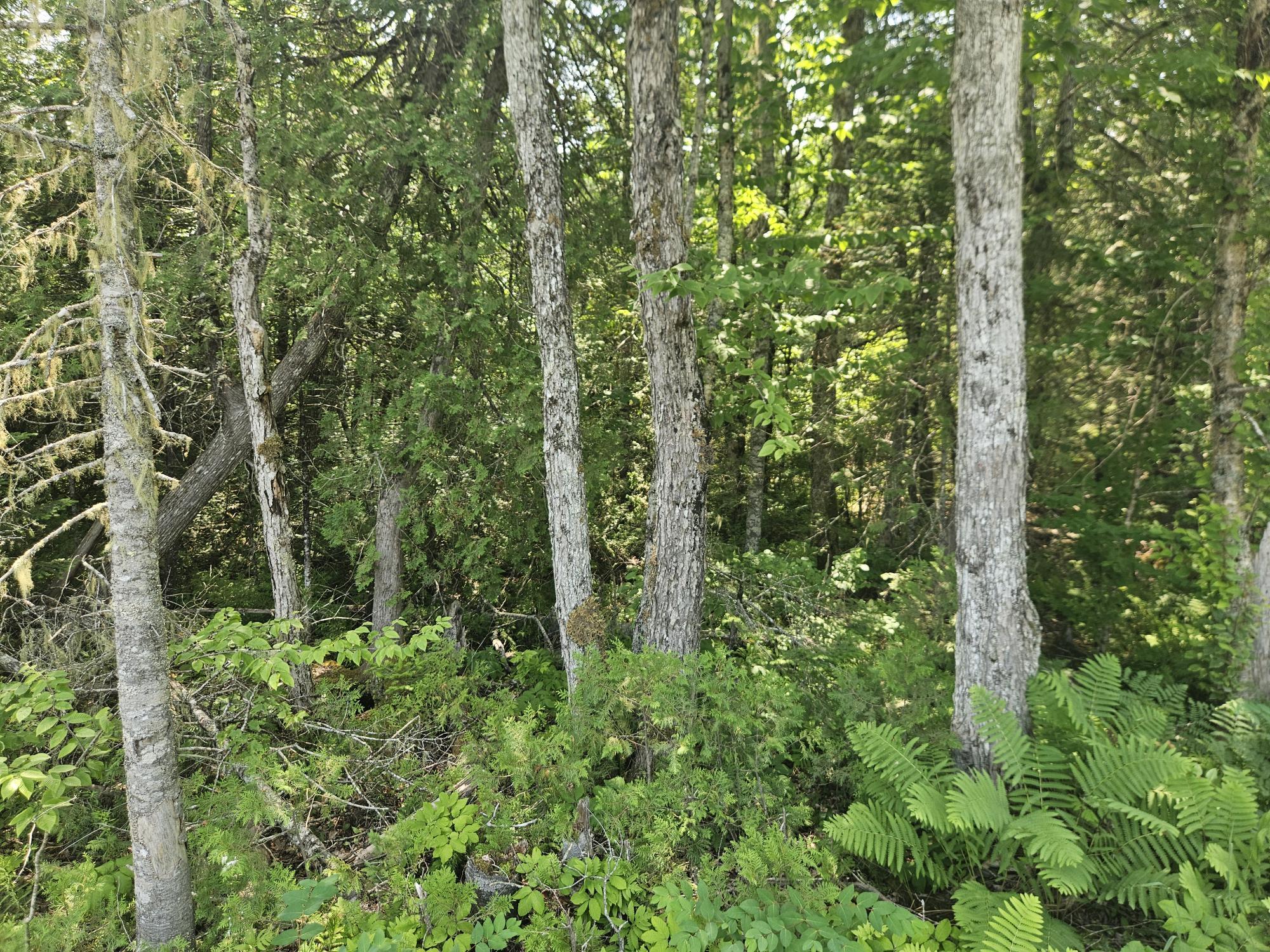 6 Myra Road Greenbush, ME 04418 - Photo 15 of 36 20250703_115955