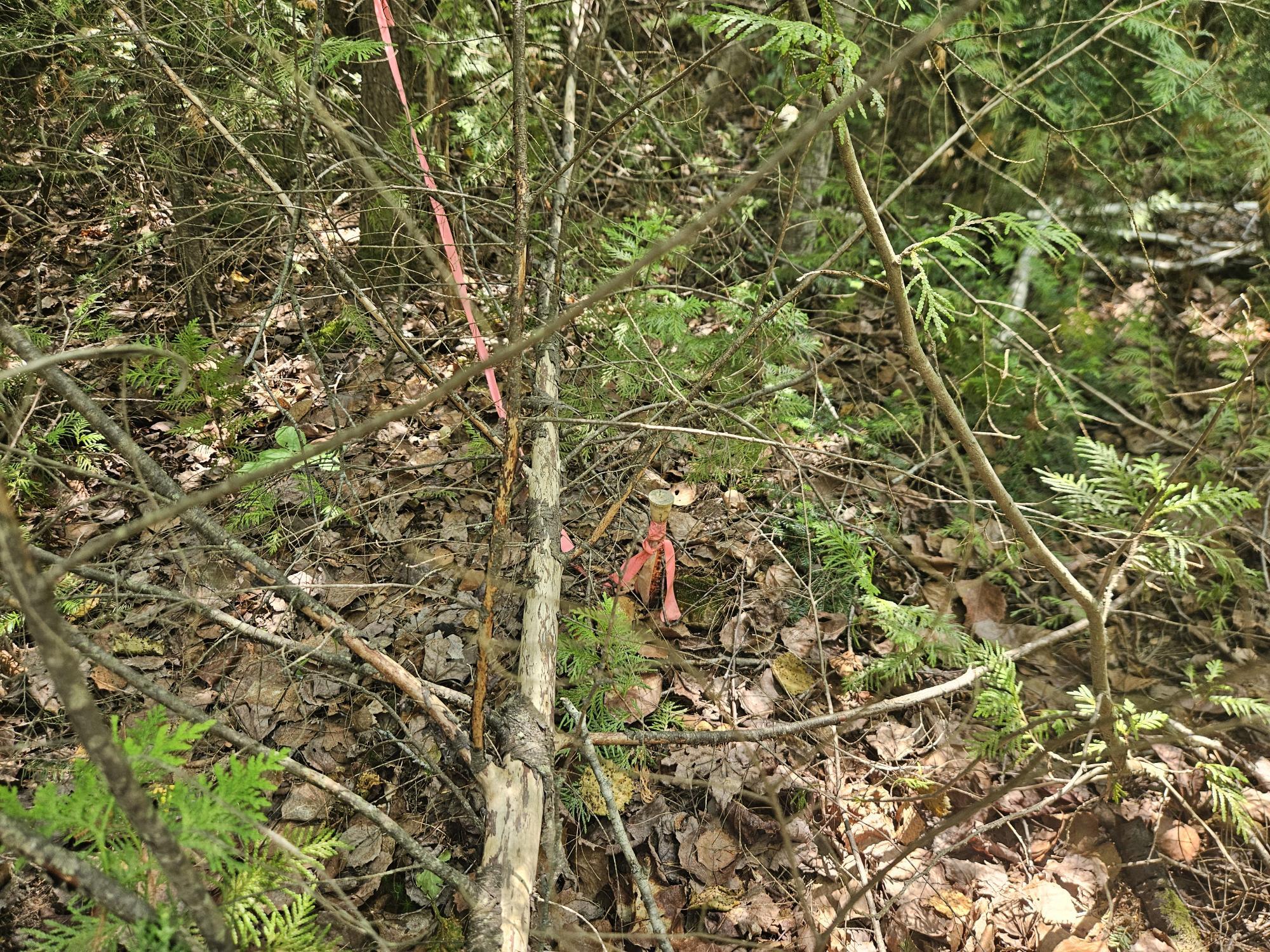 6 Myra Road Greenbush, ME 04418 - Photo 2 of 36 20250703_115207