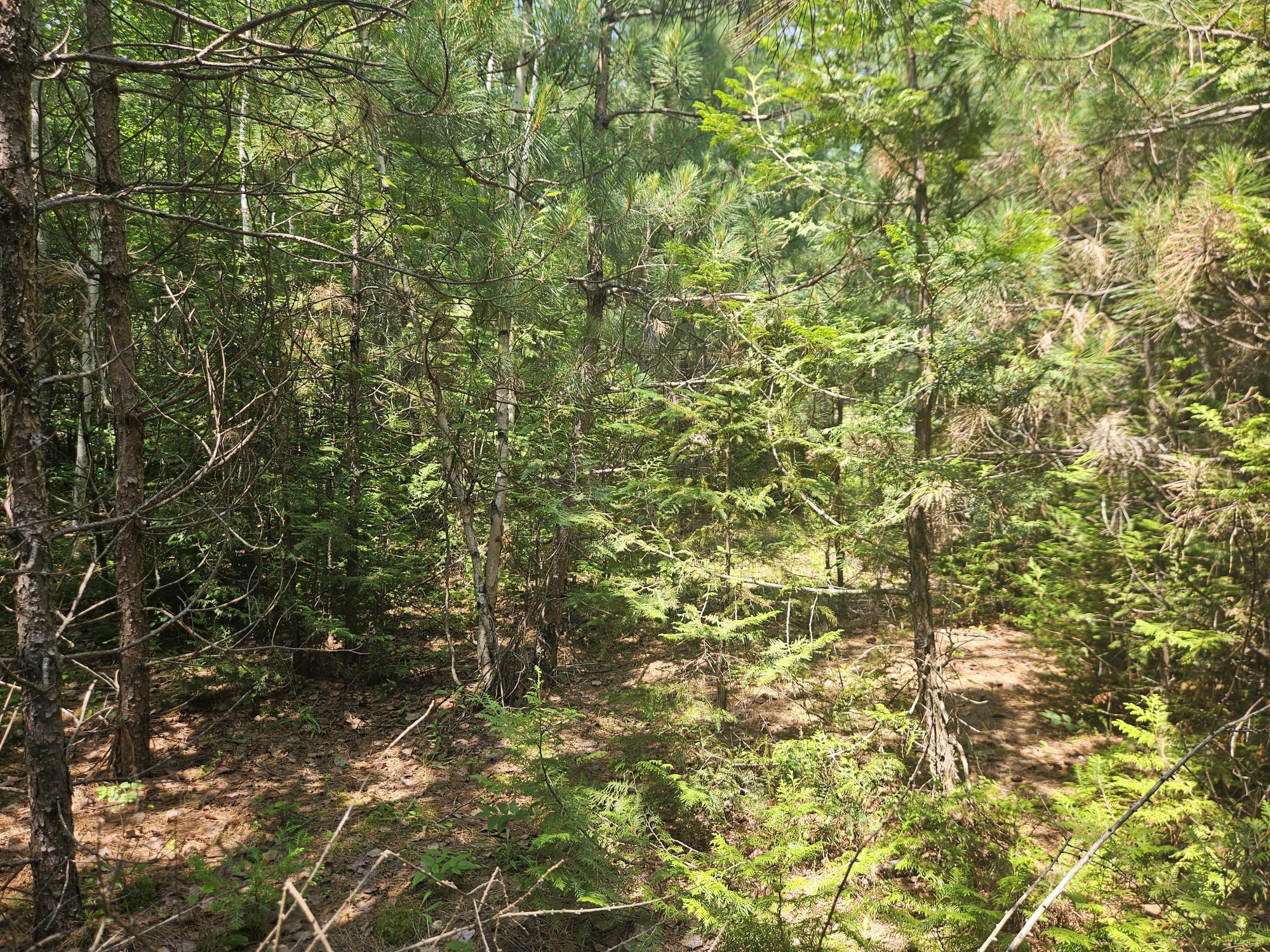 6 Myra Road Greenbush, ME 04418 - Photo 3 of 36 20250703_115307