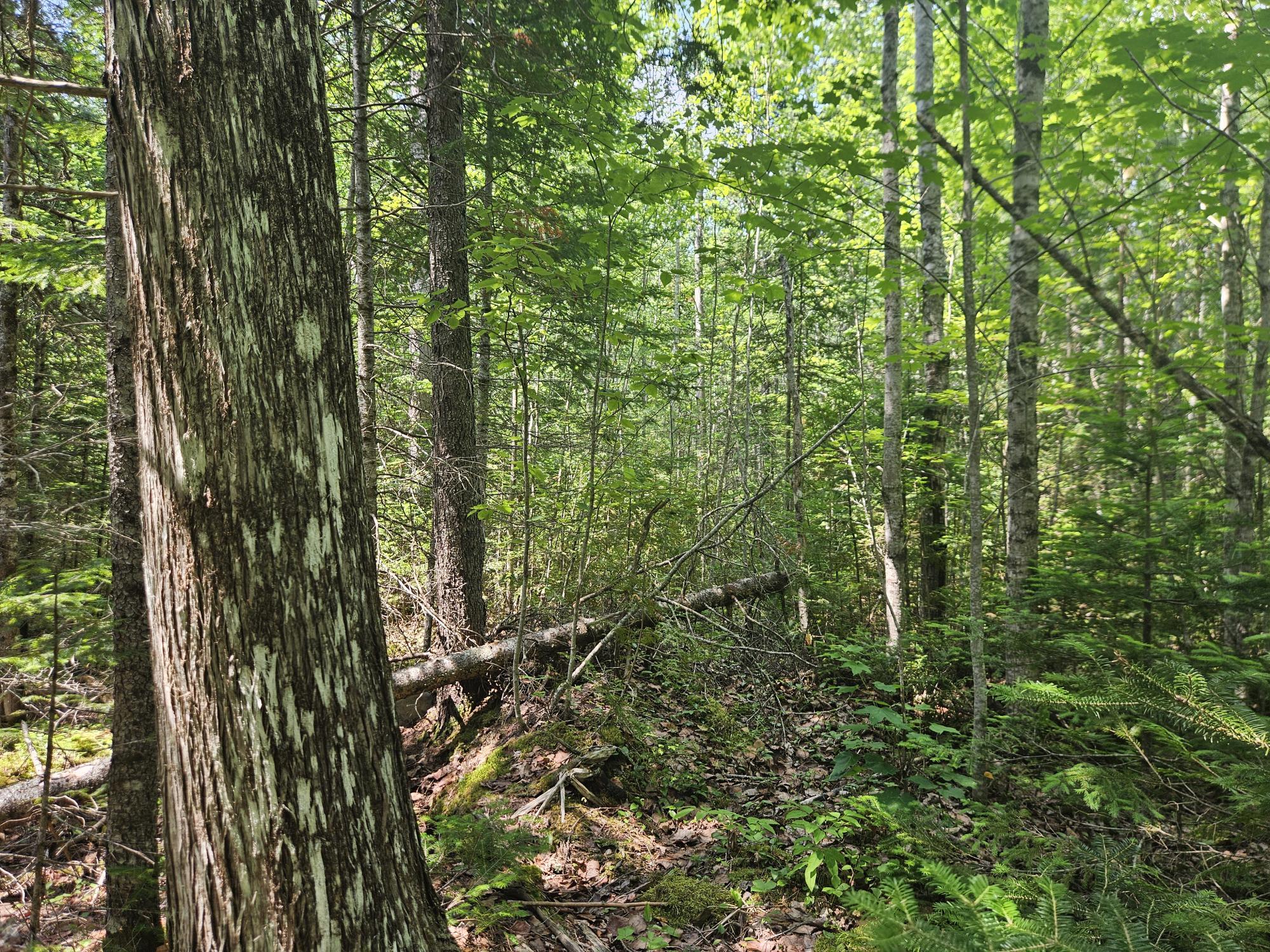 6 Myra Road Greenbush, ME 04418 - Photo 5 of 36 20250703_115356