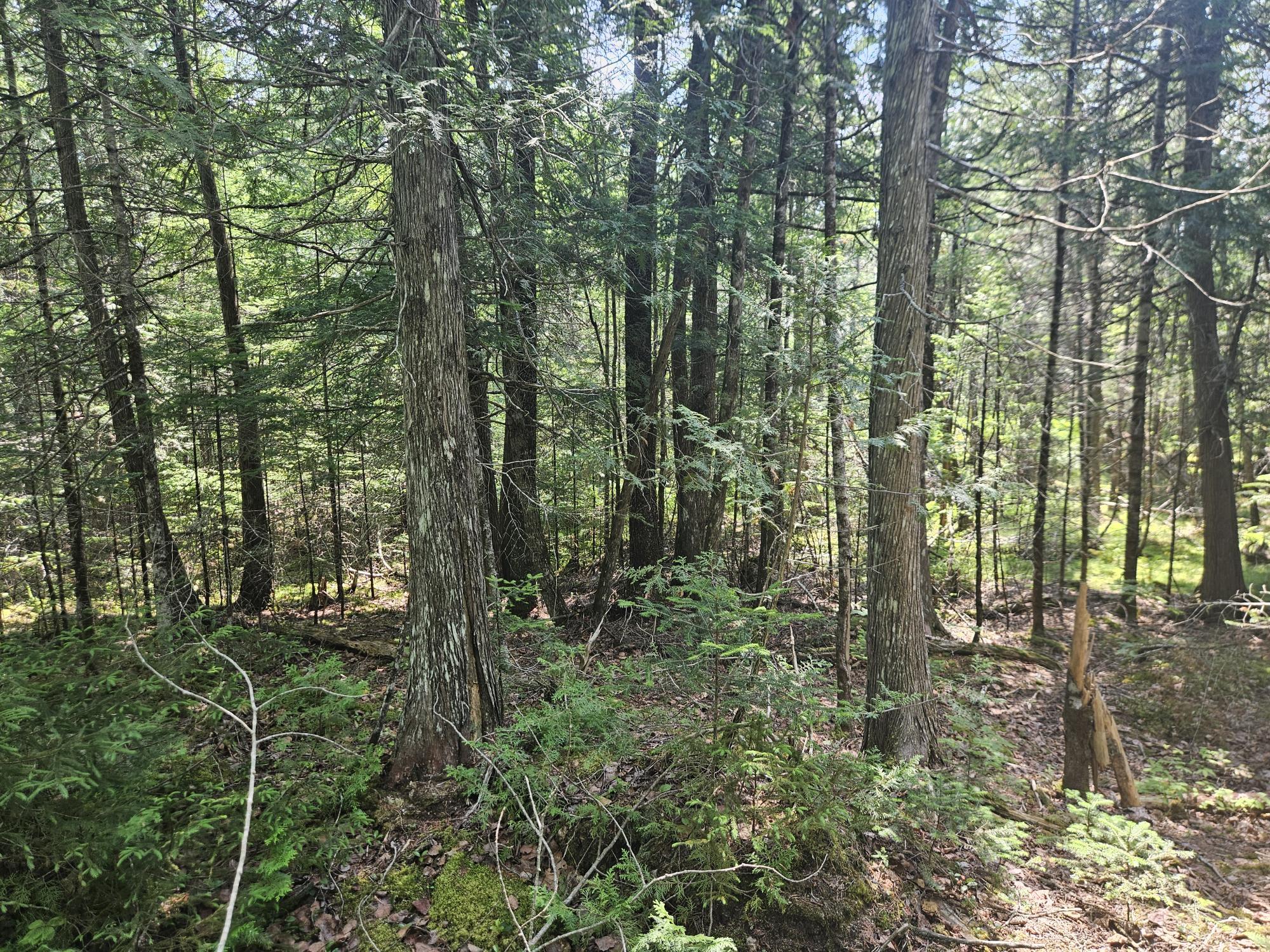 6 Myra Road Greenbush, ME 04418 - Photo 6 of 36 20250703_115400