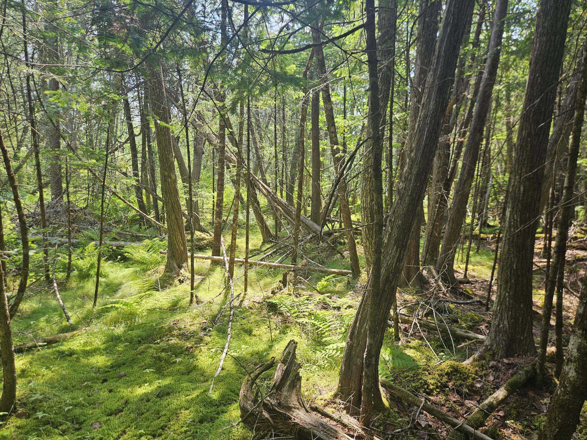 6 Myra Road Greenbush, ME 04418 - Photo 7 of 36 20250703_115427