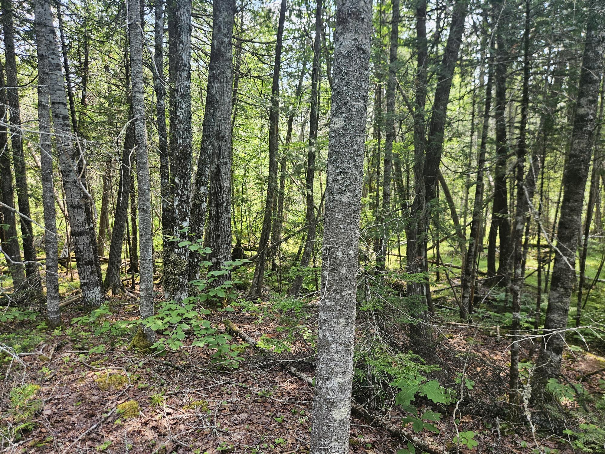 6 Myra Road Greenbush, ME 04418 - Photo 8 of 36 20250703_115503