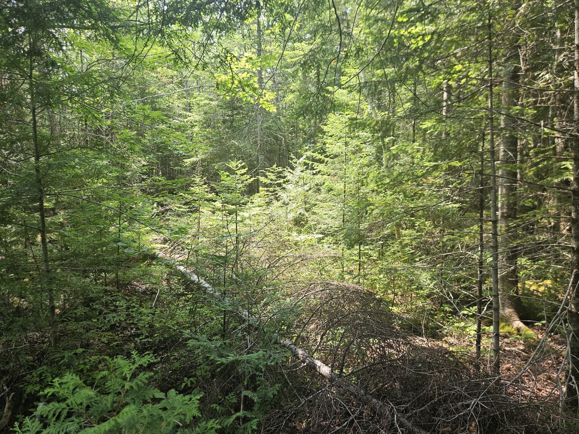 6 Myra Road Greenbush, ME 04418 - Photo 9 of 36 20250703_115526