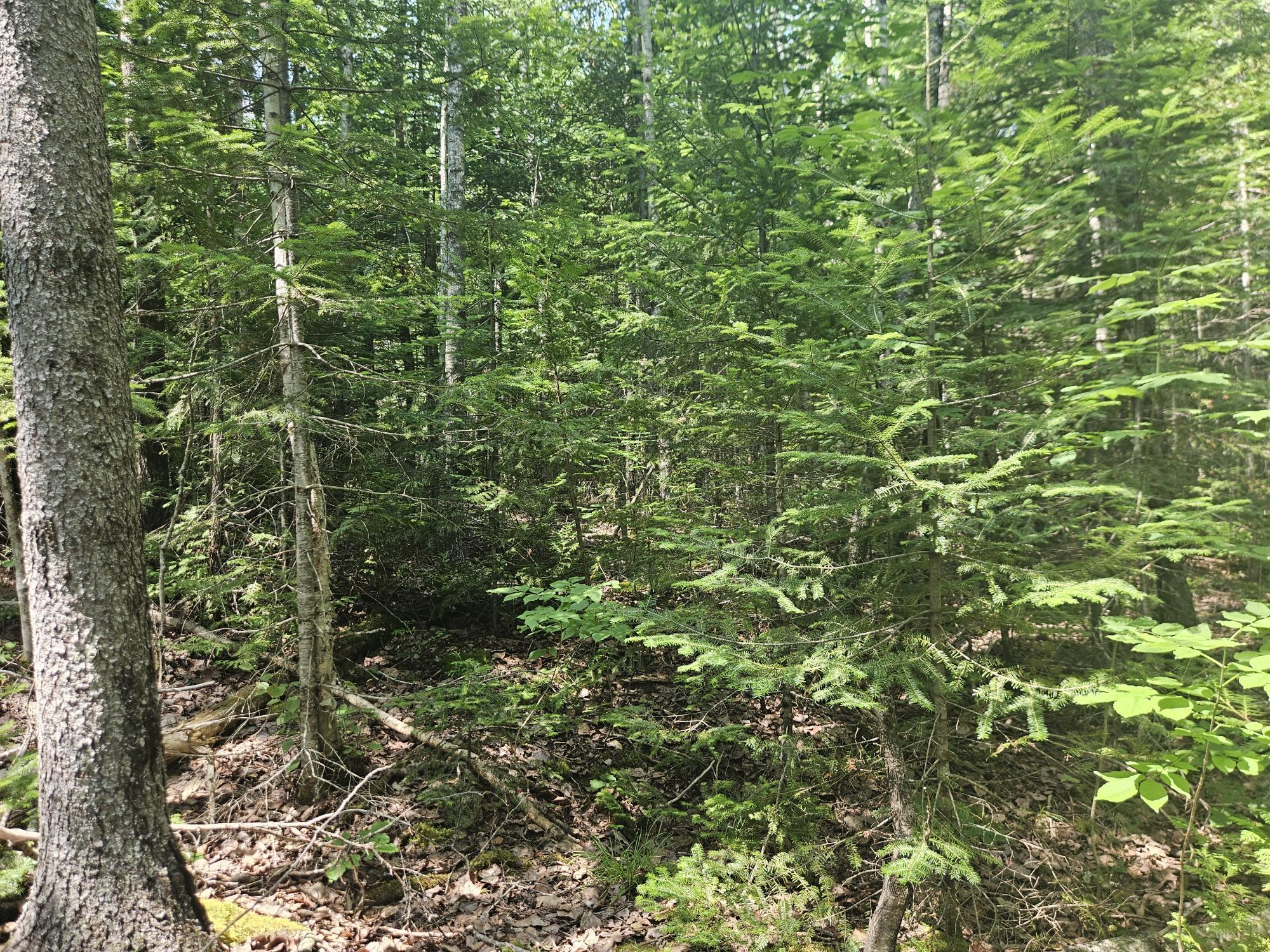 6 Myra Road Greenbush, ME 04418 - Photo 10 of 36 20250703_115557