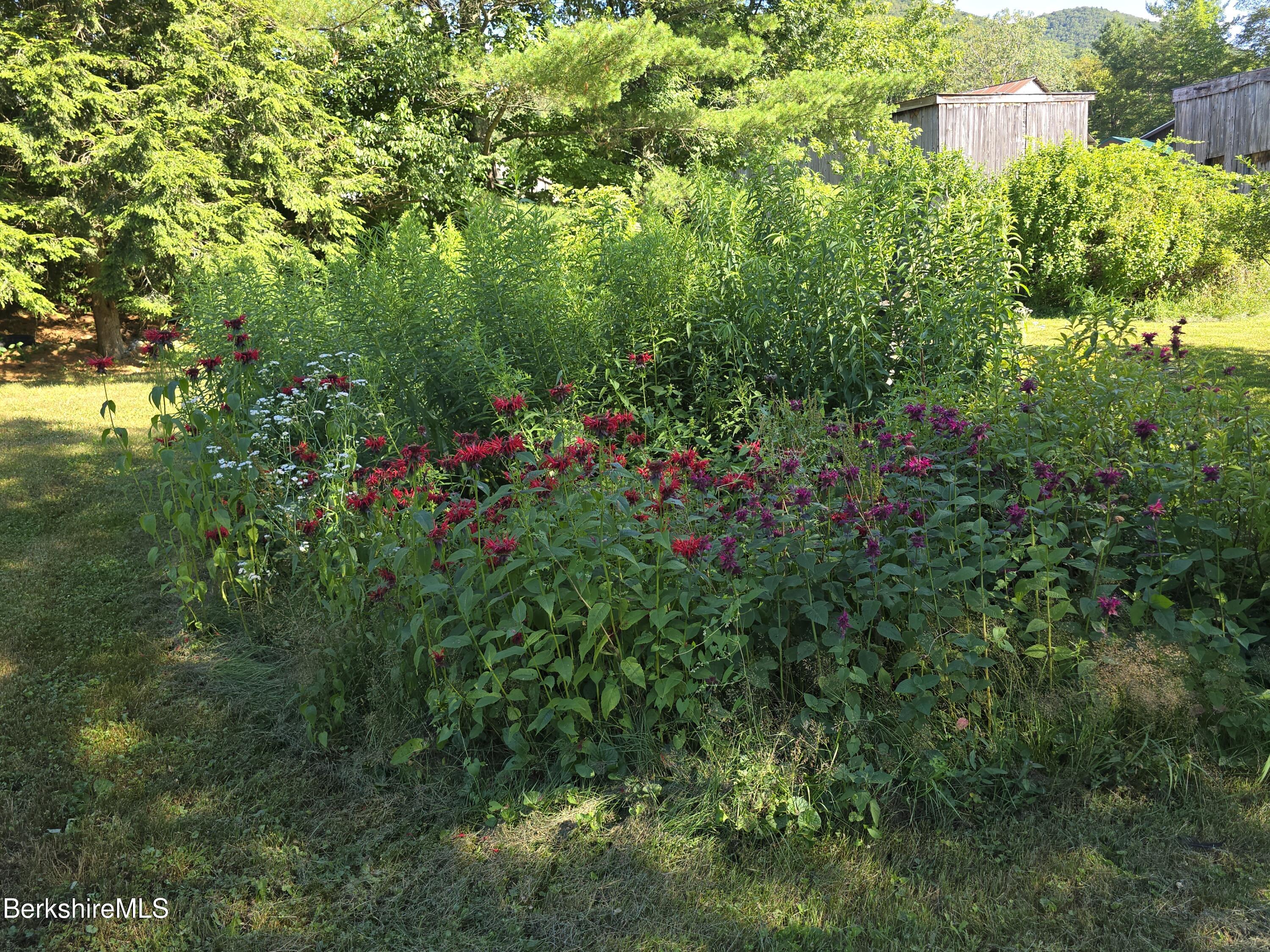 266 Robillard Road Stamford, VT 05352 - Photo 34 of 45 Beautiful Perennials