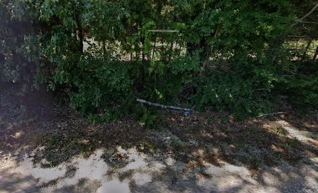 a view of a yard with plants and large trees