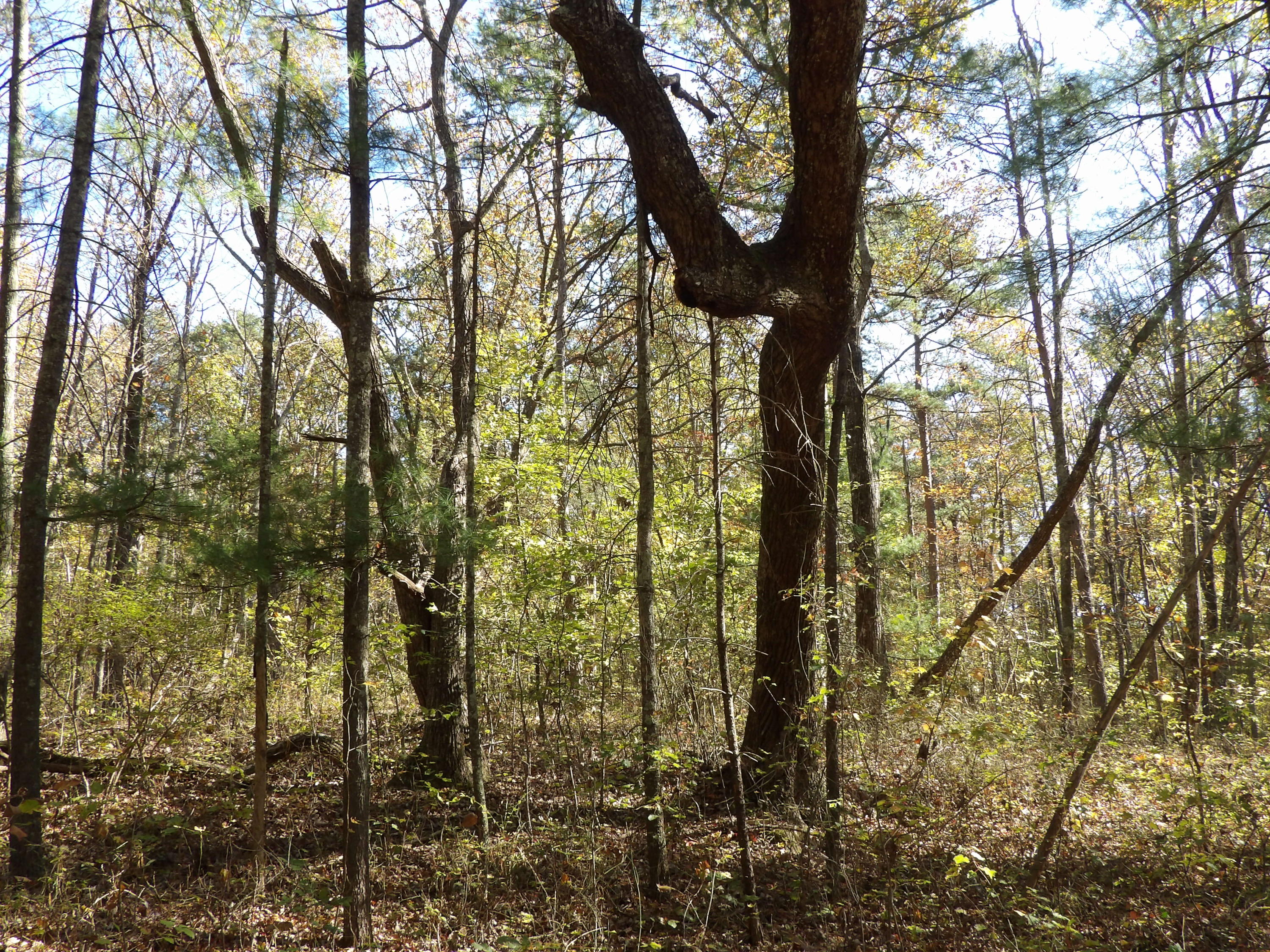 81 Lou Road, Unit 52 Pikeville, TN 37367 - Photo 32 of 43 100_1696