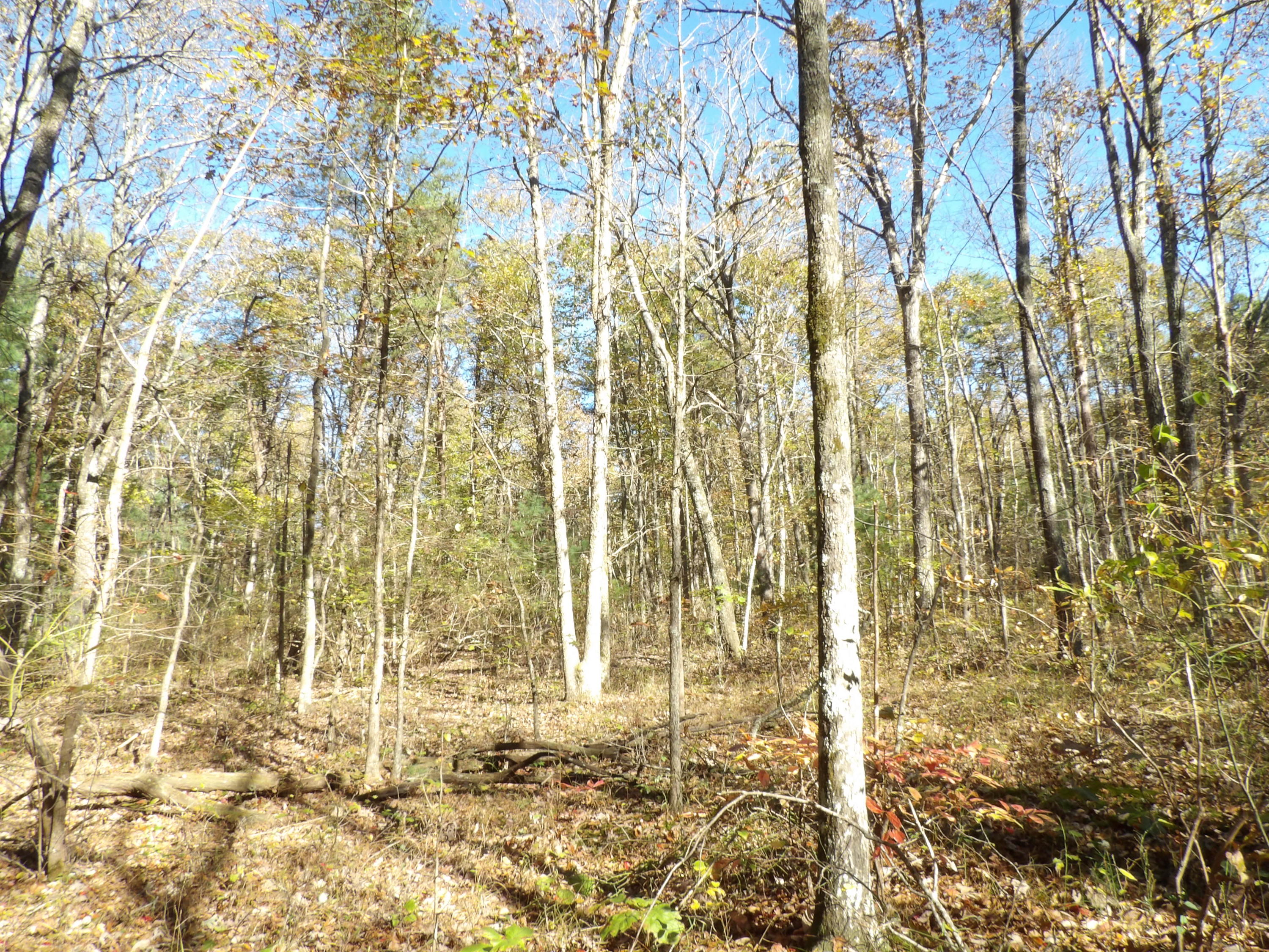 81 Lou Road, Unit 52 Pikeville, TN 37367 - Photo 33 of 43 100_1697